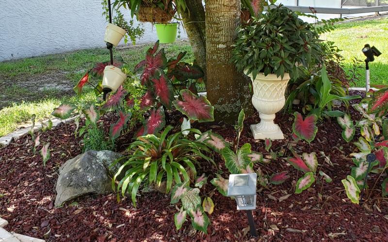 Lush Rubber Mulch Landscaping